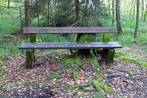 Bank Wooden Bench Seat Nature Forest Out Rest