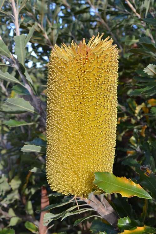 Banksia Australia Native Flora Flowers Serrata