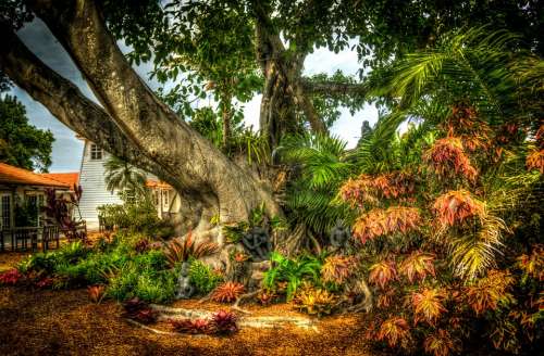 Banyan Tree South Florida Shangri-La Tree Nature