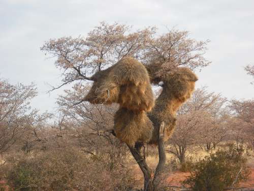 Baobab African Tree