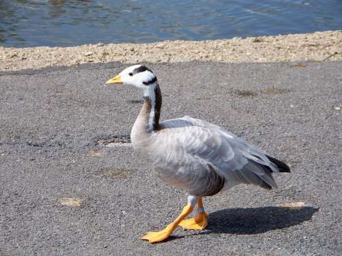 Bar-Headed Goose Goose Anser Indicus