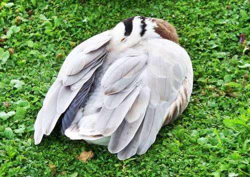Bar-Headed Goose Goose Anser Indicus