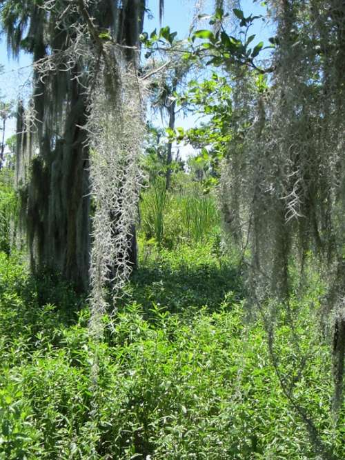 Barataria Swamp Louisiana Water Moss Landscape