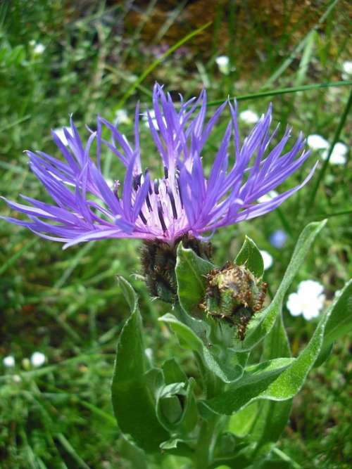 Barbeau Blueberry Blue Flower Violet Nature