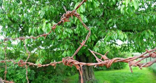Barbed Wire Rust Risk Defense Garden Cherries