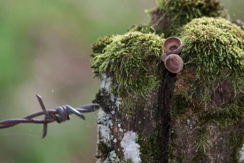 Barbed Wire Fence Pasture Limit Moss Post Old