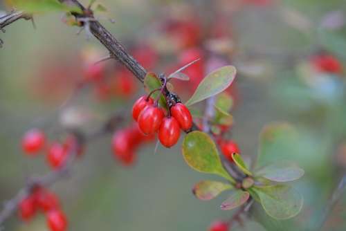Barberry Berberis Plant Red Fruits Nature