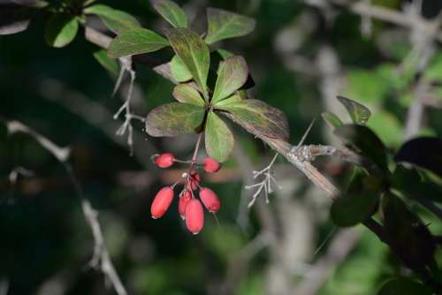 Barberry Berberis Plant Red Fruits Nature
