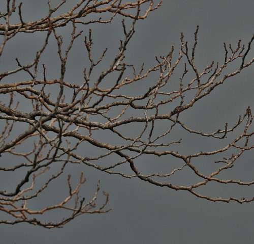 Bare Branches Tree Branches Twigs Bare Grey