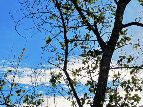 Bare Tree Tree Branches Leaves Sparse Sky Blue