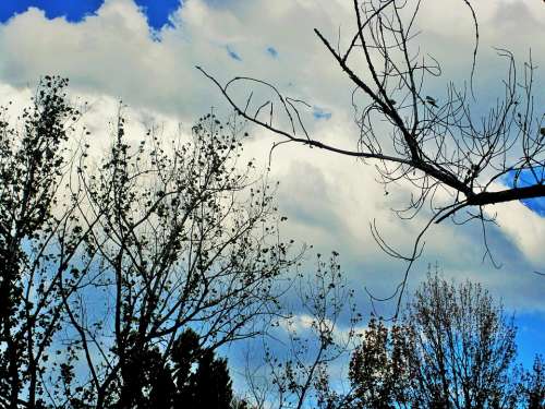 Bare Trees Trees Branches Leaves Sparse Sky