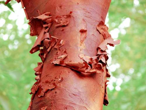Bark Peeling Red Tree Curl Flake Abstract