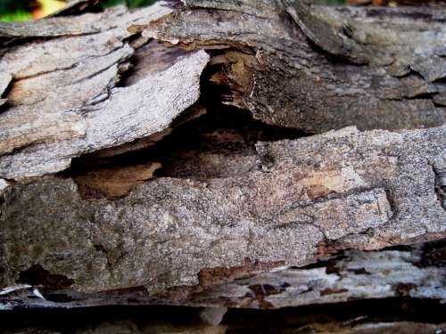 Bark Peeling Dead Wood Tree Trunk Dry