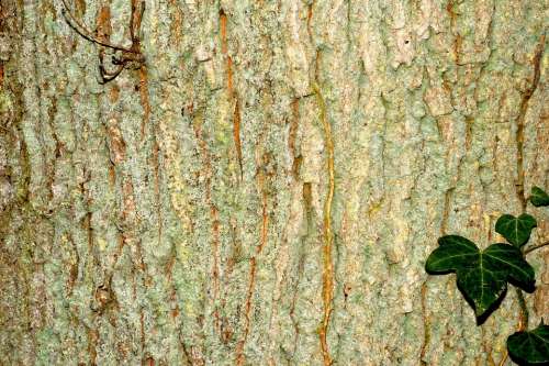 Bark Tree Log Nature