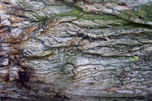 Bark Tree Bark Log Wood Structure