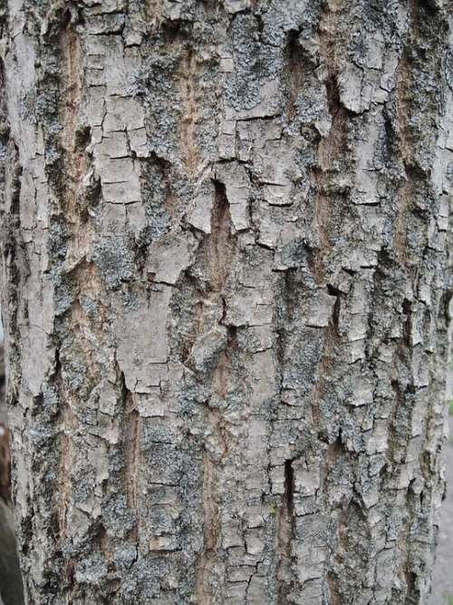Bark Tree Nature