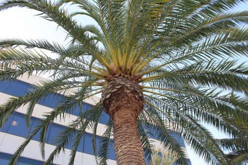 Bark Nature Palm Tree Foliage Plant Texture
