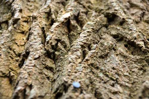 Bark Tree Log Wood