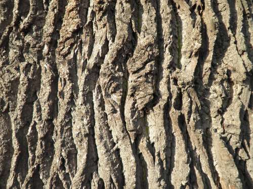 Bark Tree Bark Oak Old Close Up Log Structure