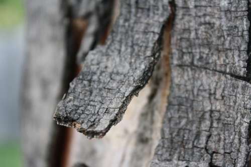 Bark Tree Branch Fray Stump Wood Broken Rough