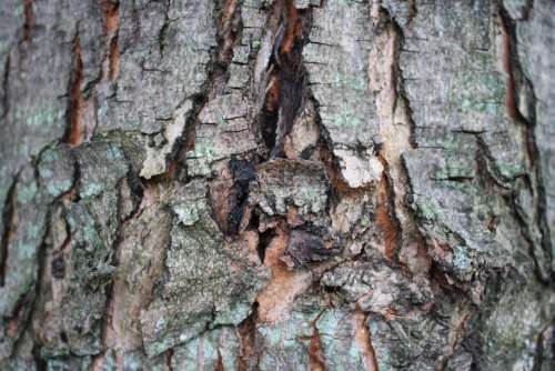 Bark Tree Wood Outdoor Rough Broken Nature