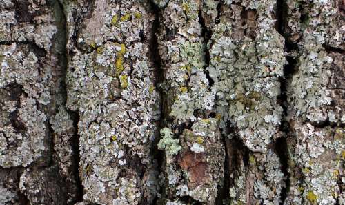 Bark Wood Tree Log Tree Bark Structure Background