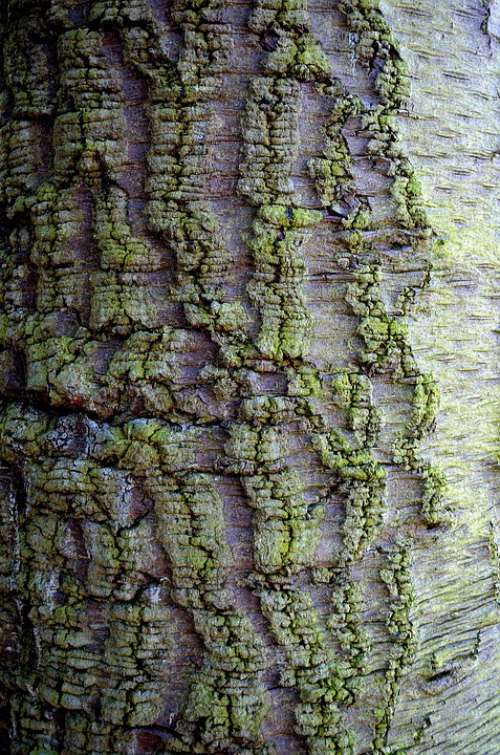 Bark Tree Background Nature Shape Brown Wood