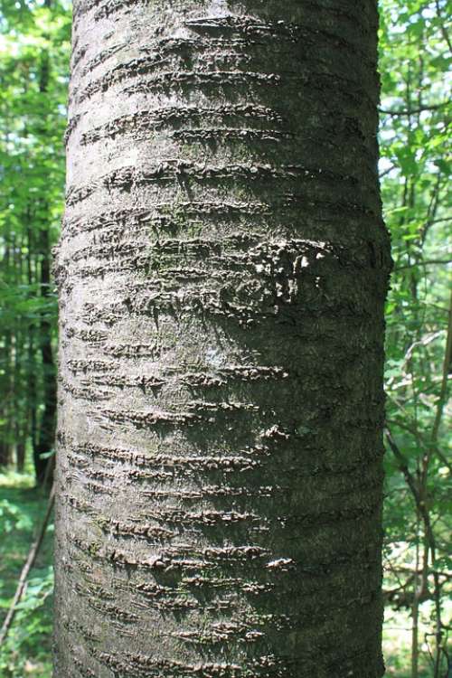 Bark Cherry Trees Wood Nature Plants