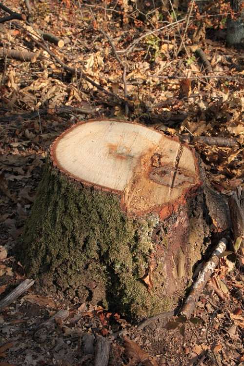 Bark Chop Cut Forest Fresh Stump Tree Warming