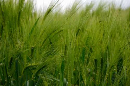 Barley Cereals Barley Field Grain Field Nature