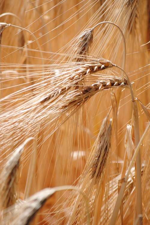 Barley Cereals Halm Barley Field Ear