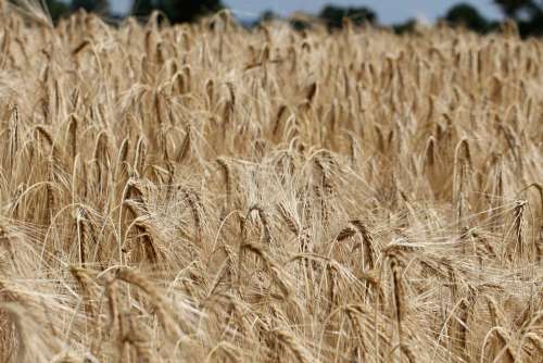 Barley Hordeum Vulgare Grass Poaceae Cereals Crop