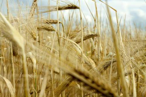 Barley Field Barley Cereals Grain Cereal Cornfield