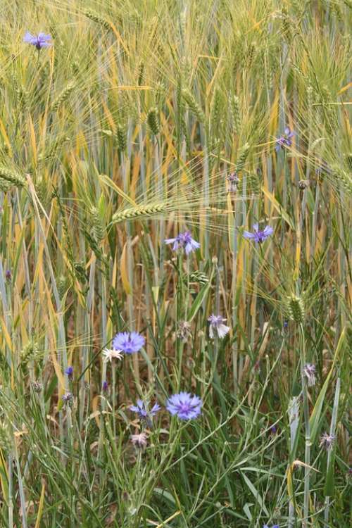 Barley Field Barley Cereals Awns Cornflowers Field