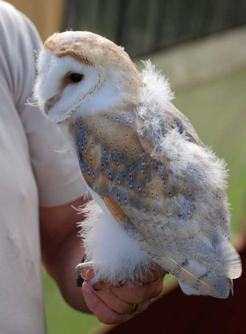 Barn Owl Captive Young Wildlife Bird