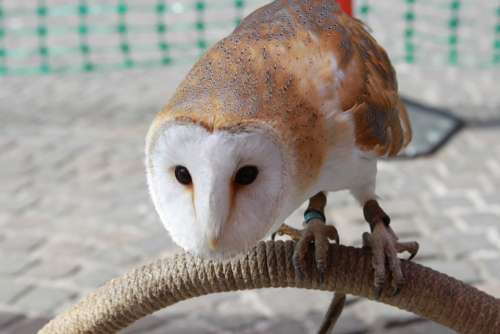 Barn Owl Owl Hunter Bird Of Prey Bird Zoo