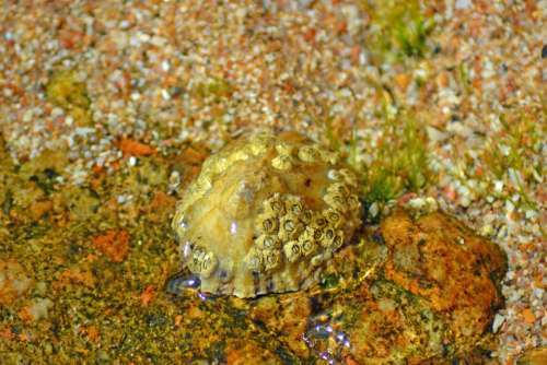 Barnacle Crustacea Anthrapod Marine Sessilia