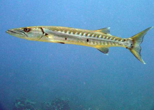 Barracuda Fish Cayman Islands Scuba Sea Life