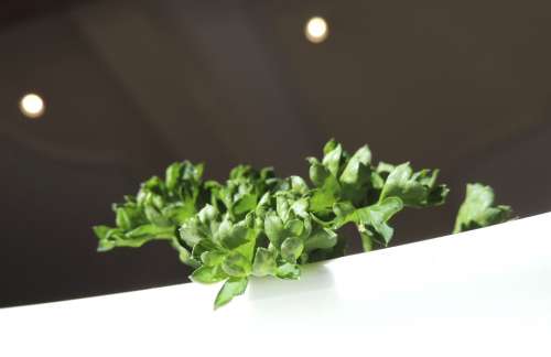 Basil Green Culinary Herbs Plant Spice Food Fresh