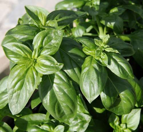Basil Plant Spice Herbs Season Leaf Herb Aroma