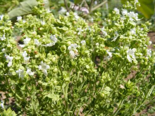Basil Bee Blooming Flowers Spices Plants