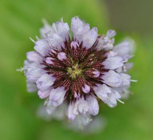 Basil Flower Basil Macro Purple Spices Nature