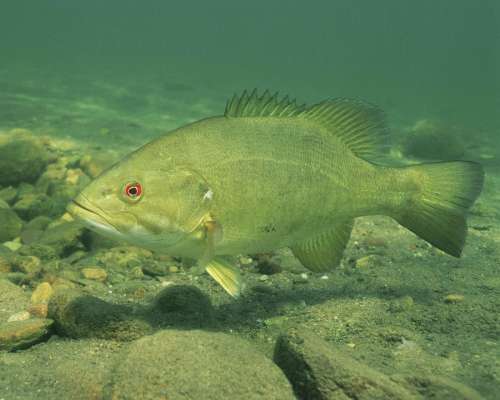 Bass Smallmouth Fish Underwater Resolution High