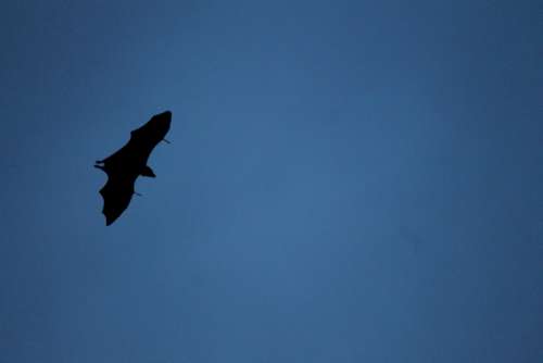 Bat Fly Migrating Flying Wildlife High Fly