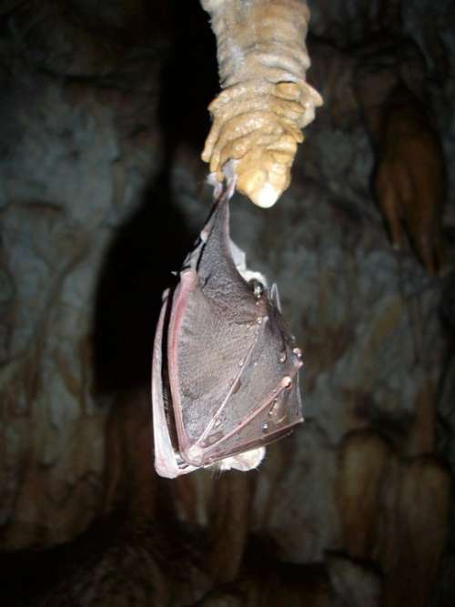 Bat Hibernation Cave Cave Formations Stalactites