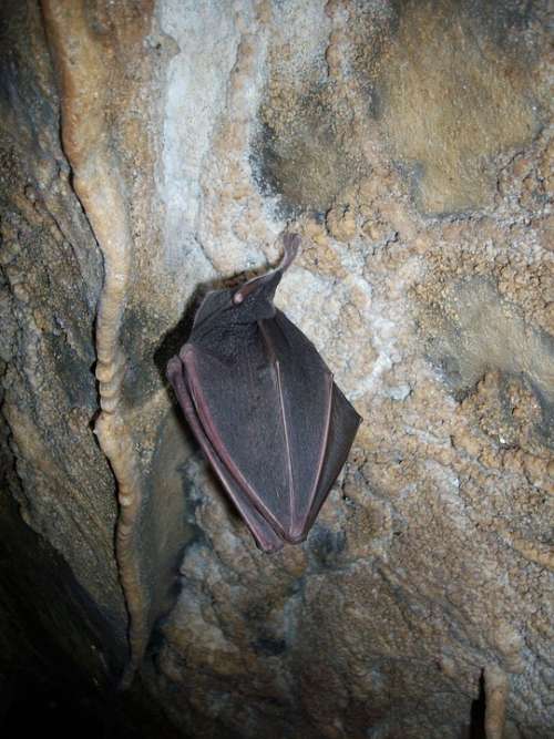 Bat Hibernation Cave Cave Formations Stalactites