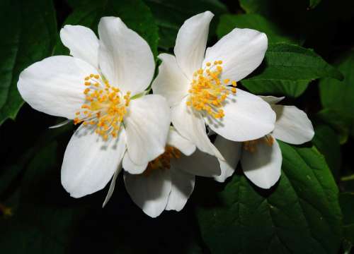 Bauer Jasmin Jasmin Bush Flowers White Filigree