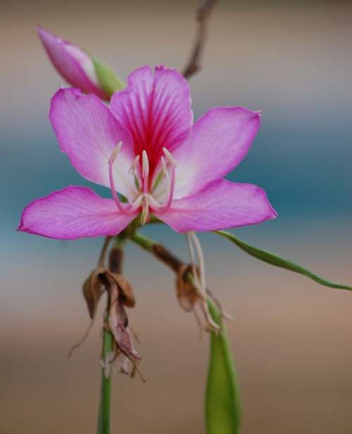 Bauhinia Flower Pink Color Ornamental Spring