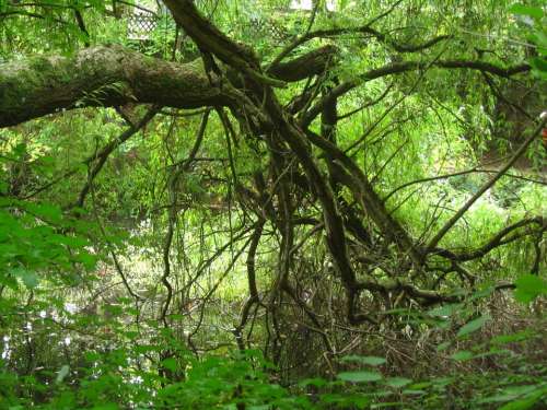 Baustamm Gnarled Forest Tree Nature Landscape