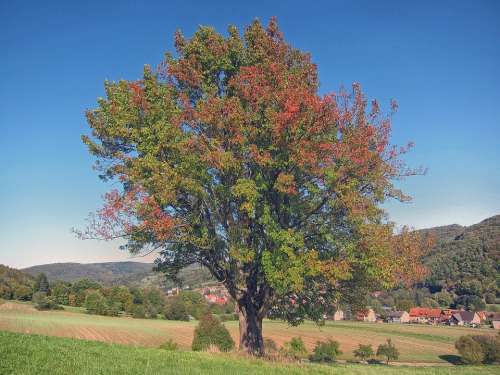 Bavaria Germany Tree Forest Trees Woods Landscape